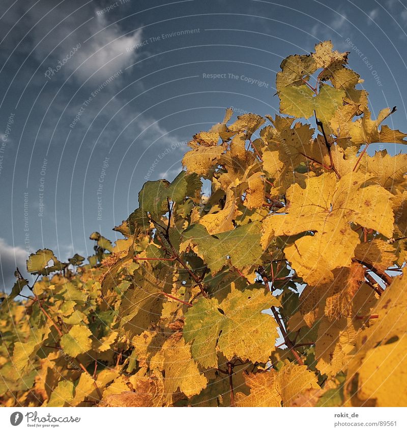 Abends im Weinberg Herbst Sonnenuntergang Rheingau Blatt hellgrün gelb Wolken Stock Weinblatt Romantik Alkohol gold blau Himmel goldener herbst reblaus rebzeile