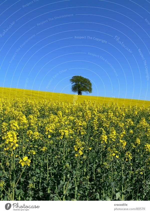 raps #6 Raps Feld Frühling ökologisch Diesel Kohlendioxid Klimawandel gelb Streifen Stengel Sauerstoff Blattgrün Baum Einsamkeit Bioprodukte Blühend Himmel