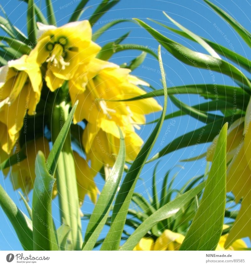 Glockenblümelie III Glockenblume Blume laut Lautstärke gelb grün Sommer Physik heiß Blütenblatt Fröhlichkeit Stengel Gute Laune edel schön harmonisch