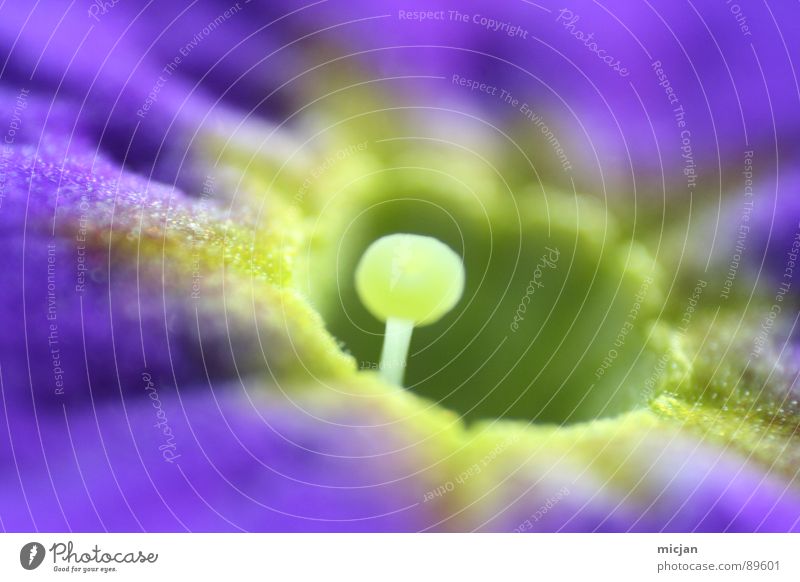 kuckuck ^^ Blume nah violett grün gelb Grube tief Schlucht Unschärfe Pflanze Blüte Fühler zierlich klein herausschauen einzeln Oberfläche rund Oval Ball Kugel