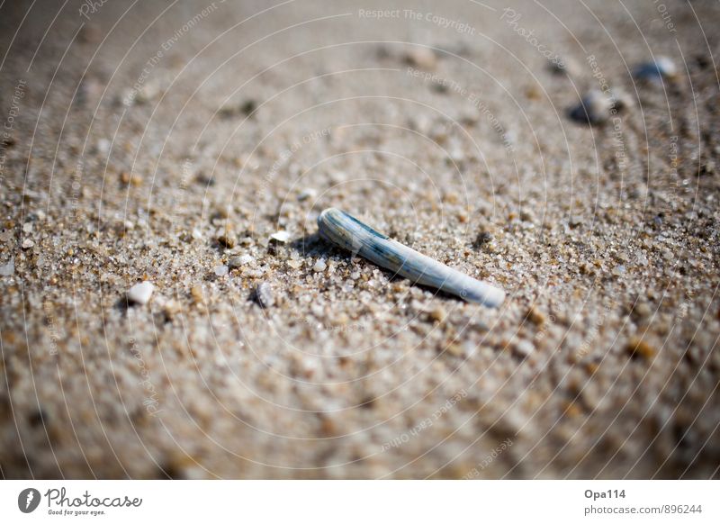 Muschel II Umwelt Natur Pflanze Tier Sommer Küste Strand Nordsee Meer Insel liegen warten "Einsamkeit Alleine Sand Sylt Steine Länglich Scharf Schutzhülle"