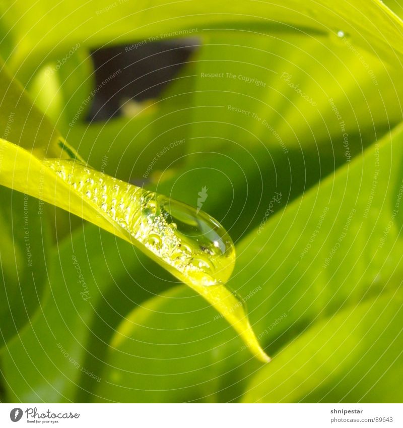 quadratur des blattes² grün Pflanze ruhig Quadrat fließen geschmackvoll Unschärfe nah Tropfen nass feucht Makroaufnahme Nahaufnahme Frühling Wasser Klarheit