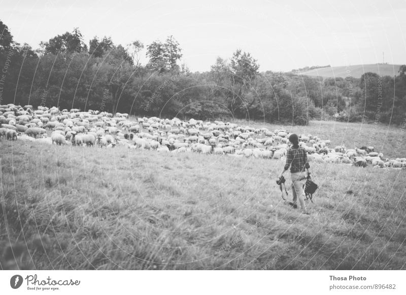 Schafe feminin 1 Mensch Sommer gehen Schafherde Weide Fotokamera Menschengruppe Herde Schwarzweißfoto