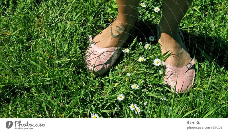 easy going Schuhe Mokassin Lederschuhe Sandale sommerlich Sonnenbad Tattoo Schriftzeichen Indien Symbole & Metaphern Gras Wiese Gänseblümchen Margerite Schnalle