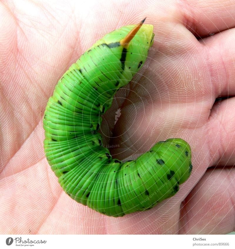 Totenkopfschwärmerraupe Schmetterling Insekt grün Tier Hand Raupe Schwärmer Natur Stachel
