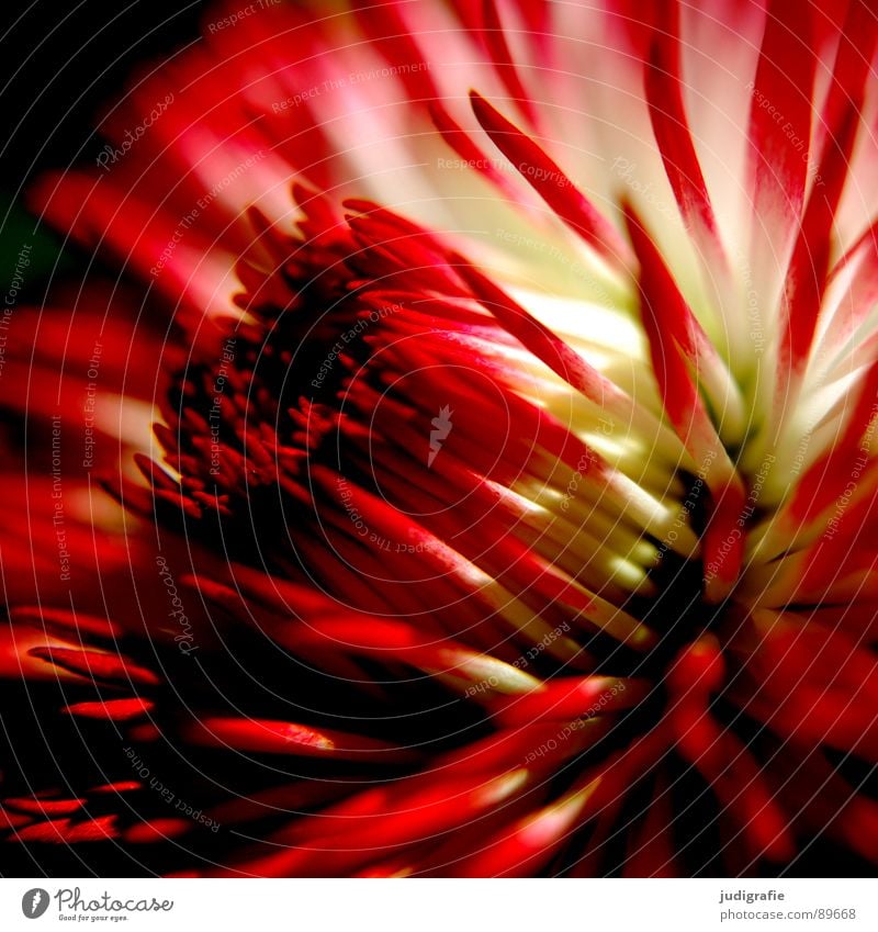 Tausendschön Gänseblümchen Blume Blüte Pflanze Wachstum gedeihen Blühend Blütenblatt weich rot weiß Makroaufnahme Nahaufnahme Frühling Natur Leben Spitze