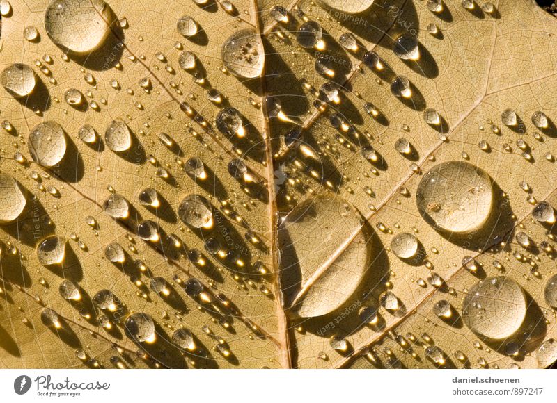 tja, Herbst eben Natur Wasser Wassertropfen Blatt braun Detailaufnahme