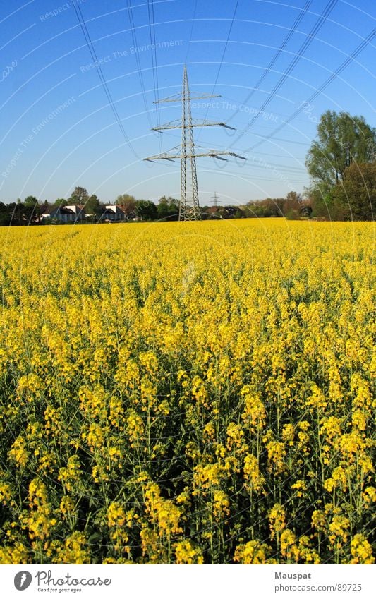 Rapsfeld Strommast Ferne Frühling Elektrizität gelb Himmel blau Blühend Leitung