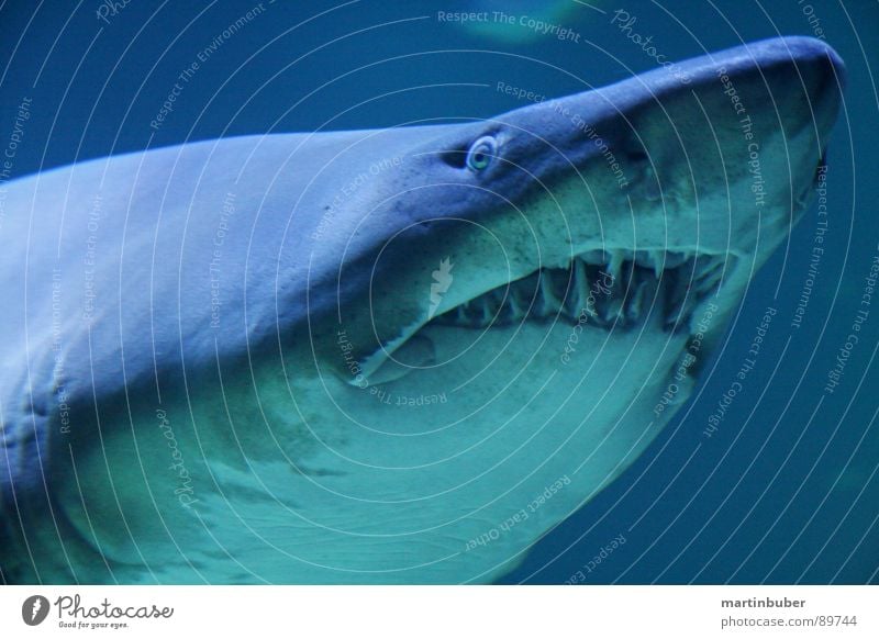 vorsicht bissig Aquarium Haifisch Dieb Mörder gefährlich Menschenfresser Meer Meeresfrüchte Meerwasser weiß Ungeheuer blau-grün weiß-blau Haigebiss gefangen
