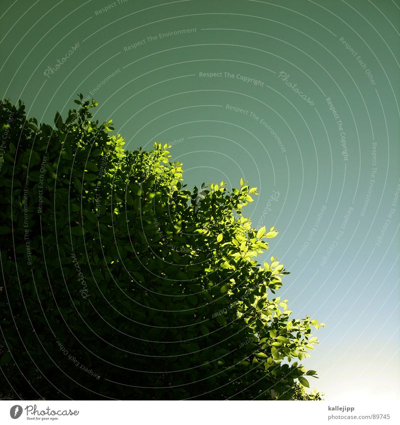 mittagspause Baum Sträucher grün Blatt Wachstum Reifezeit Frühling springen Pflanze Tier Photosynthese Biologie frisch Luft Feinstaub Klimawandel Sonnenenergie