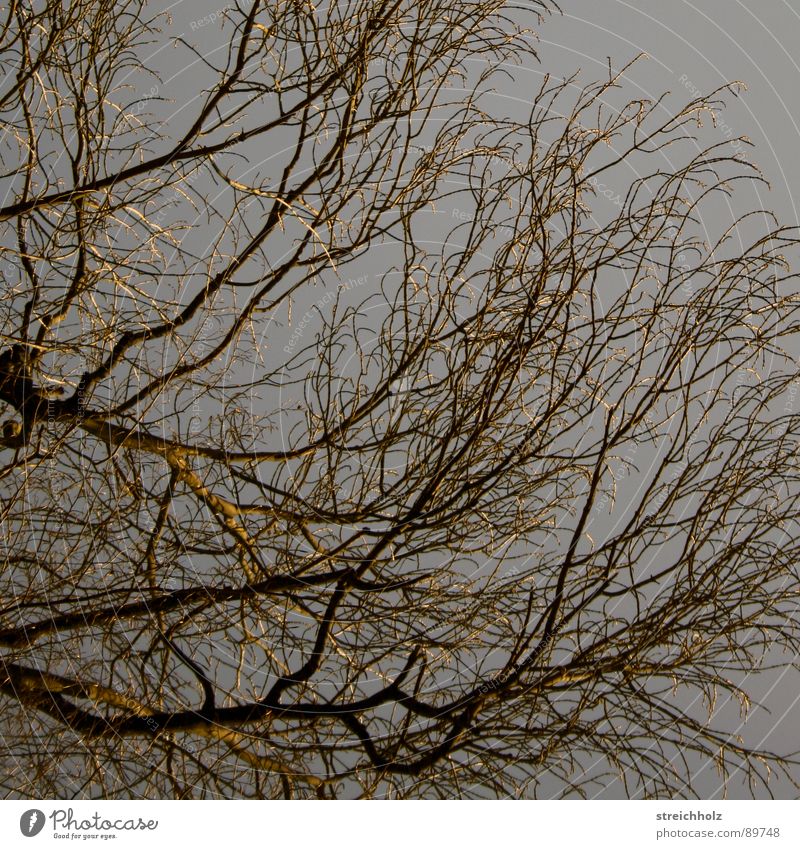 Strukturelles Baum abstrakt Ast Strukturen & Formen Himmel Sturkturell