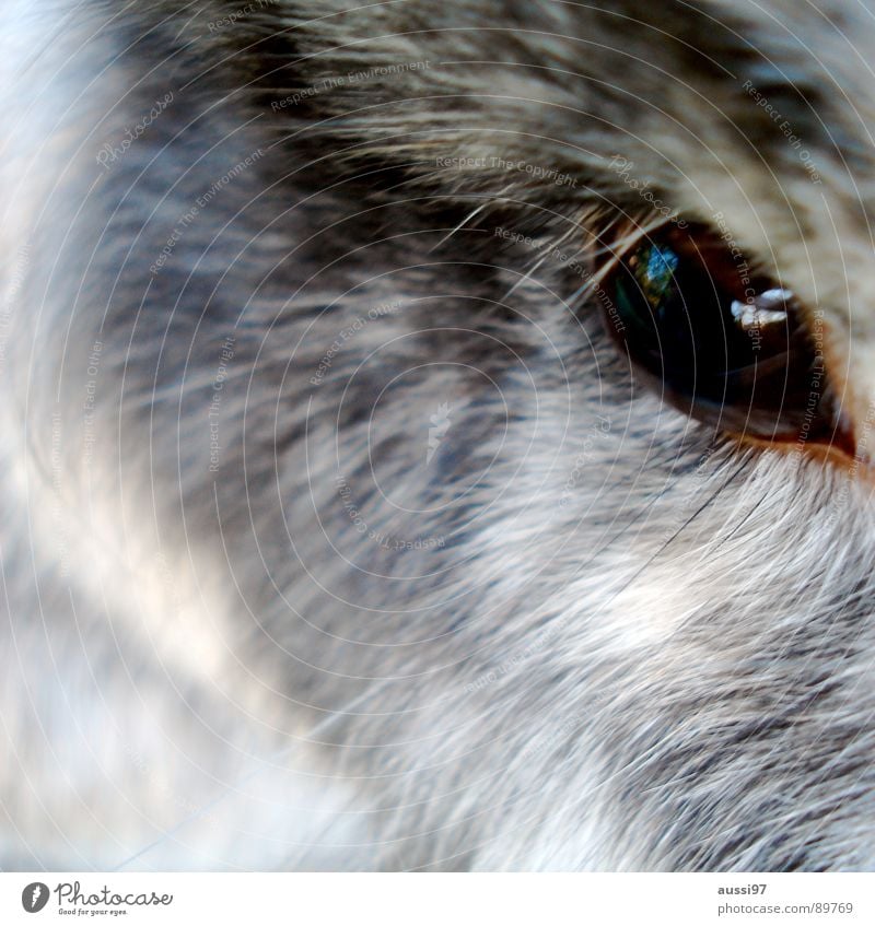 Herr Hoppenstedt Fell Haustier Tier Käfig tierisch grau braun Wimpern Augenbraue Säugetier beobachten Hase & Kaninchen