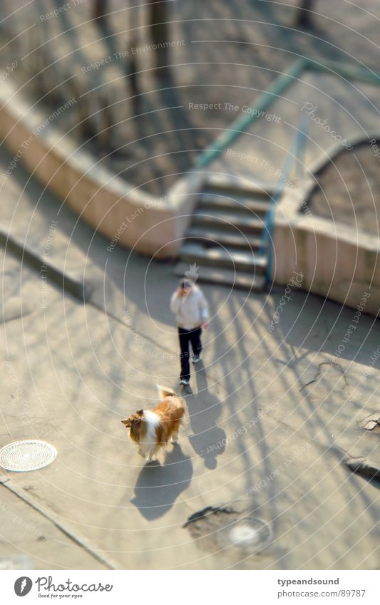 Hund und Schatten gehen Wochenende Freizeit & Hobby Luft Collie Abendsonne Miniatur Vogelperspektive beweglich Erholung Spaziergang lassie fury gassi hundekot