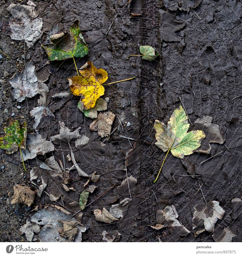 spurenelement Natur Urelemente Erde Herbst Blatt Wald dunkel nass natürlich Spuren Fahrrad Fußweg Abdruck Herbstlaub Farbfoto Gedeckte Farben Außenaufnahme