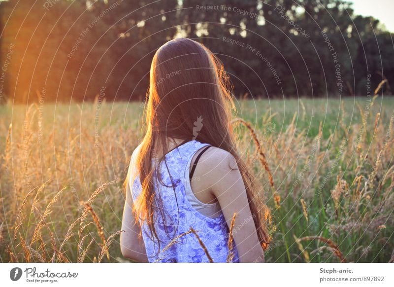 Erinnerungen an einen Sommer feminin Junge Frau Jugendliche Erwachsene 1 Mensch Natur Sonnenaufgang Sonnenuntergang Sonnenlicht Gras Wiese Feld brünett