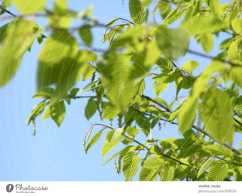 Es grünt so grün _2 Blatt Baum Frühling Jahreszeiten frisch Außenaufnahme Natur Farbe blau Ast Landschaft Zweig Leben