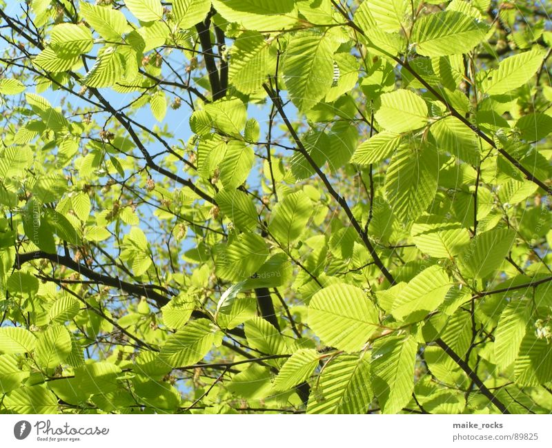 Es grünt so grün _3 Blatt Baum Frühling Jahreszeiten frisch Außenaufnahme Natur Farbe blau Ast Landschaft Zweig Leben