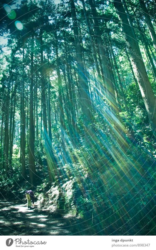 Licht bricht ein Umwelt Natur Landschaft Sommer Pflanze Baum Wildpflanze Wald Asien Japan außergewöhnlich fantastisch Sonnenstrahlen Lichtbrechung erleuchten