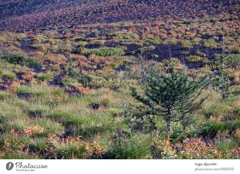 O Tannenbaum Umwelt Natur Landschaft Pflanze Herbst Klima Wetter Baum Wildpflanze Hügel Berge u. Gebirge Asien Honshu Japan Fujijama Ferien & Urlaub & Reisen