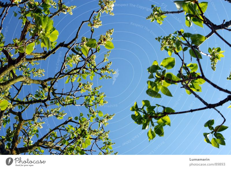 Frühlingsannährung Baum Blatt grün austreiben Wachstum aufwachen Blühend leer Himmel Zweig Ast blau zusammenkommen Ferien & Urlaub & Reisen nah Lücke gebrochen