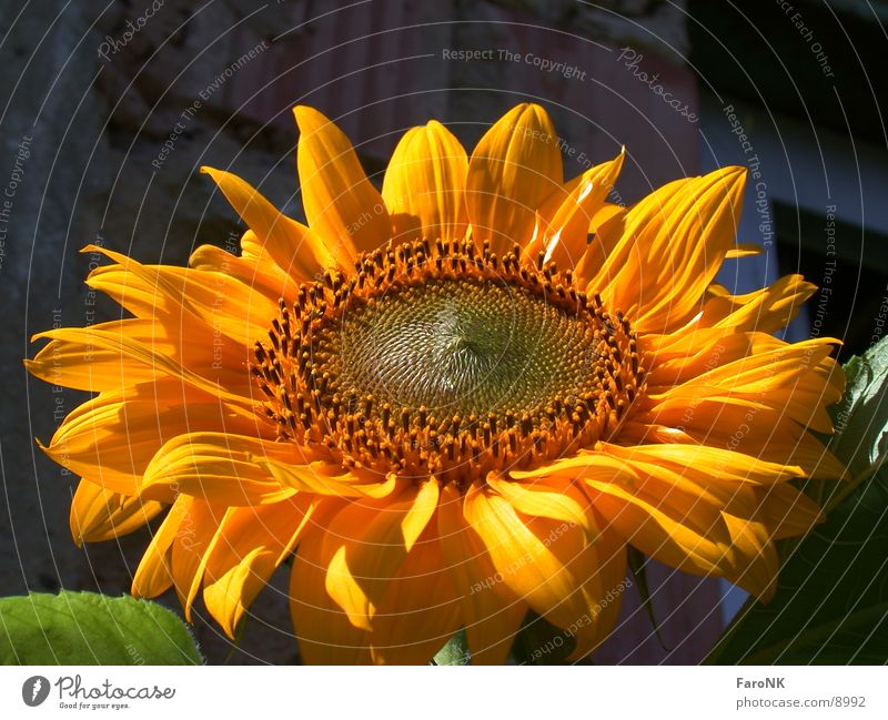 Sonnenblume Blüte gelb Pflanze