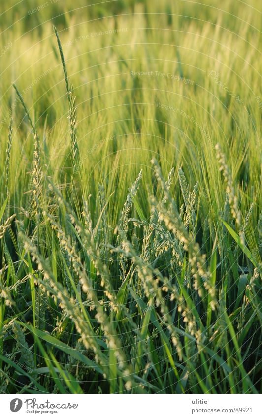Unbewegt bewegt Gerste Feld Landwirtschaft Gras Sommer Feldfrüchte Ergebnis grün Ähren Ernte Kontrast