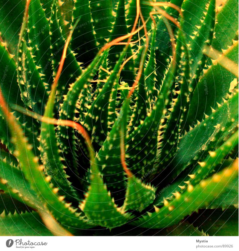Dornen Ding Kaktus Pflanze grün Wachstum gedeihen verletzen Wüste Makroaufnahme Nahaufnahme gefährlich Natur
