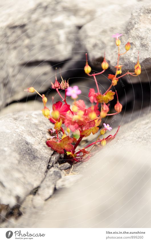 Irlands blumiger Burren Umwelt Natur Landschaft Steinwüste Republik Irland Blume Felsen steinig Farbfoto