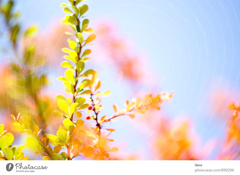 farbspiel Natur Himmel Sonnenlicht Herbst Pflanze Sträucher Berberitze leuchten mehrfarbig Wandel & Veränderung Lichteinfall hell Färbung leuchtende Farben