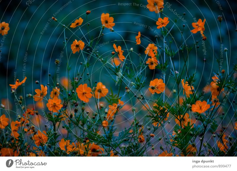 Später Sommerabend Umwelt Natur Landschaft Pflanze Blume Blüte Wildpflanze Chrysantheme Korbblütengewächs Garten Blühend Wachstum dunkel schön orange Stimmung