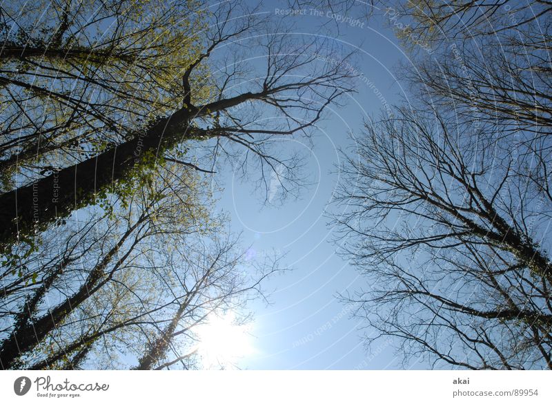 Himmel auf Erden 11 Nadelbaum Wald himmelblau Geometrie Laubbaum Perspektive Nadelwald Laubwald Waldwiese Paradies Waldlichtung ruhig grün Pflanze Baum Blatt