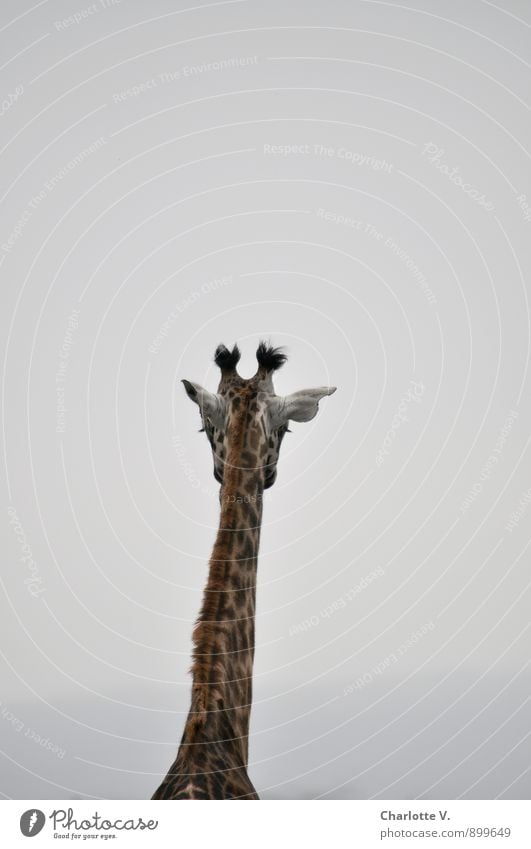 Trübe Aussichten Tier schlechtes Wetter Nebel Nationalpark Wildtier Giraffe Paarhufer Säugetier 1 stehen träumen Traurigkeit warten einfach exotisch