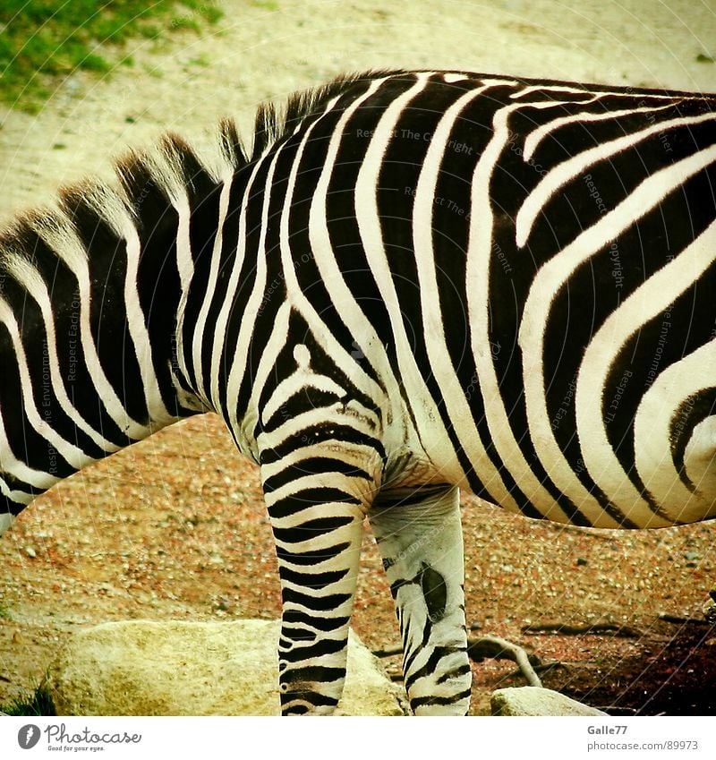 Hello Mr. Zebra Tier Streifen schwarz weiß Verlauf dick dünn Gemälde Muster horizontal vertikal Mähne Zoo Afrika Steppe Säugetier animal Linie
