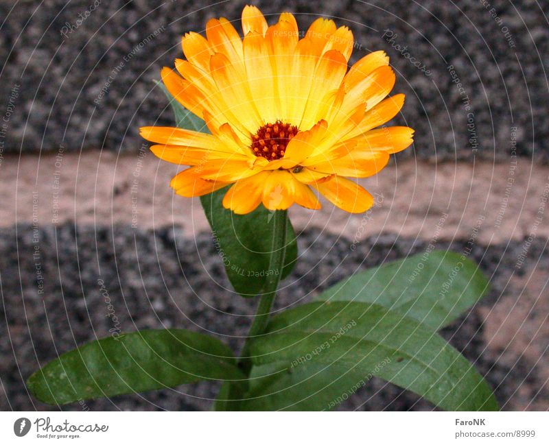 Ringelblume Blume