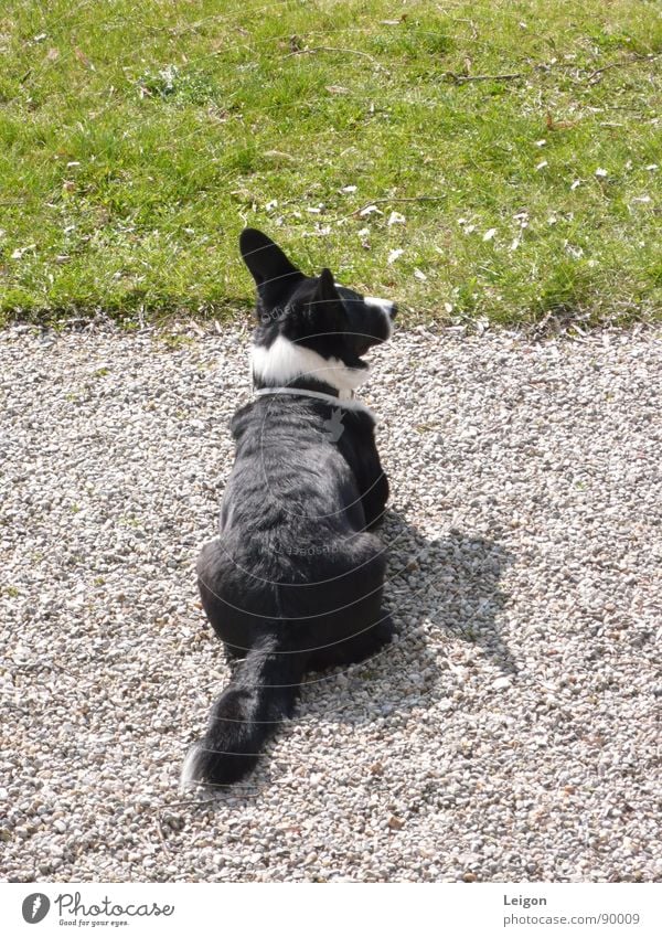 wachsam Hund Schotterweg schwarz weiß Wiese grün Frühling bewachen Wachsamkeit Tier Cardigan Corgy Schatten Haushund Straßenhund