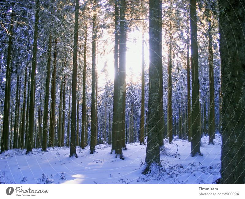 Wohlfühloase | Zu jeder Jahreszeit. Umwelt Natur Pflanze Himmel Sonne Sonnenlicht Winter Wetter Schnee Baum Wald hell kalt schwarz weiß Gefühle Baumstamm