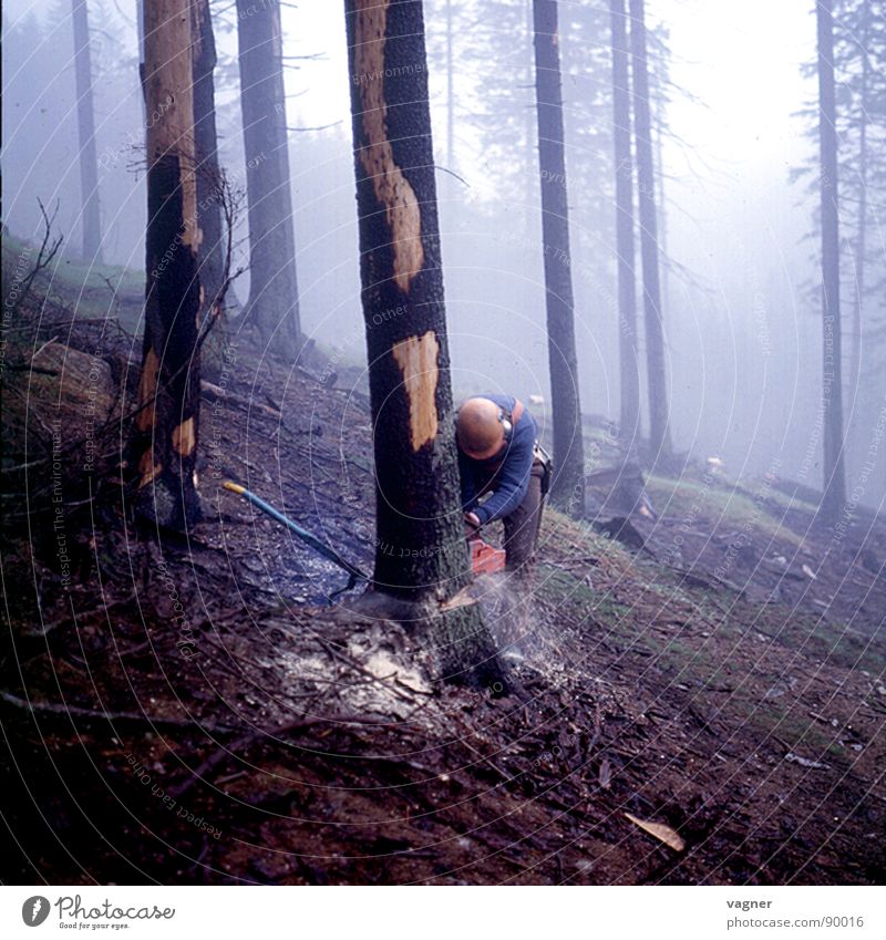Holzschlag Wald Baum Nebel Säge Fichte Mann Forstwirtschaft Abholzung Arbeiter fällen Kettensäge