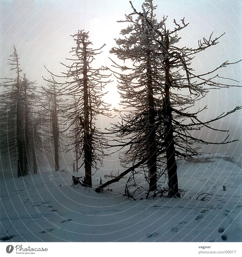 Nebel Wald Baum Winter Saurer Regen Sonne Schnee Abend