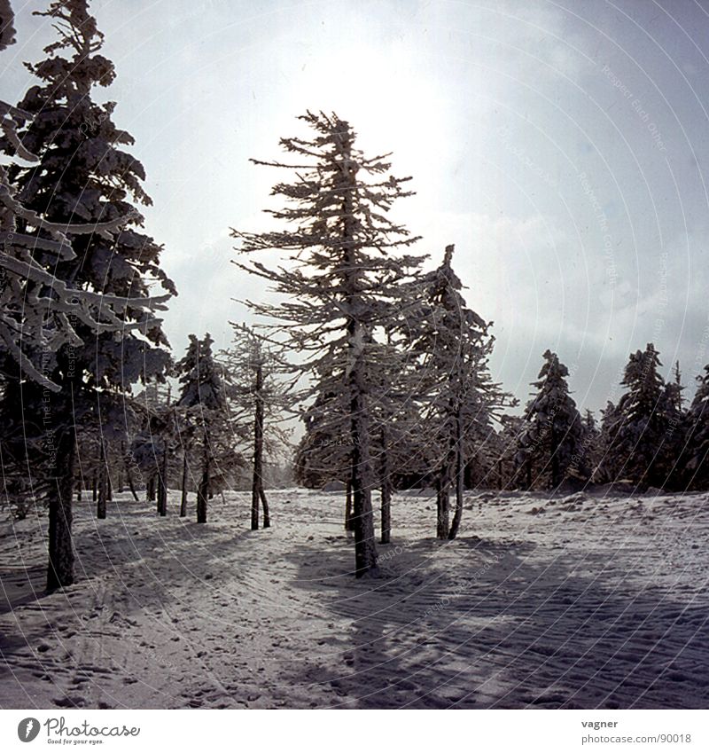 Der Wald stirbt Winter Baum Nebel Saurer Regen Sonne Schnee Abend