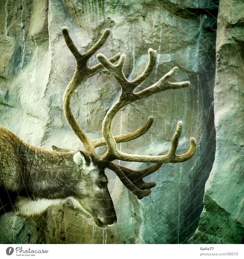 Hirsch-heiße-ich || 100 Hirsche Wiederkäuer Horn maskulin Tier Silhouette Elch Relief Säugetier fellkleid zapfenförmig Blick Profil Kraft Wildtier