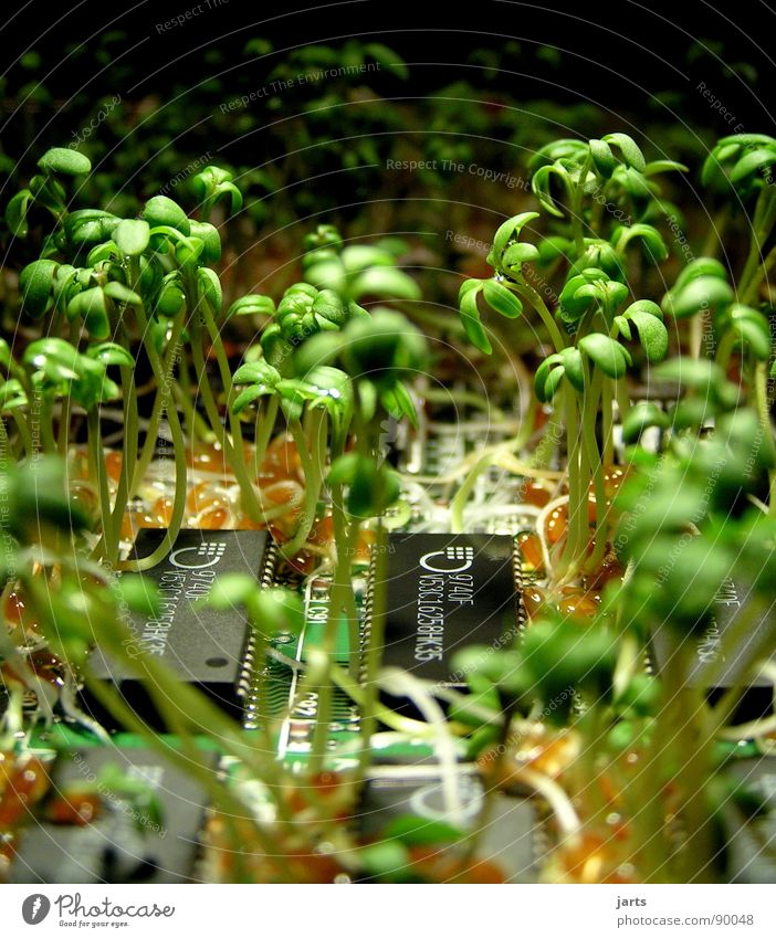 Grün gewinnt II Bioprodukte Erfolg Wissenschaften Computer Internet Erneuerbare Energie Natur Pflanze Wachstum grün Vergänglichkeit Platine Elektrisches Gerät