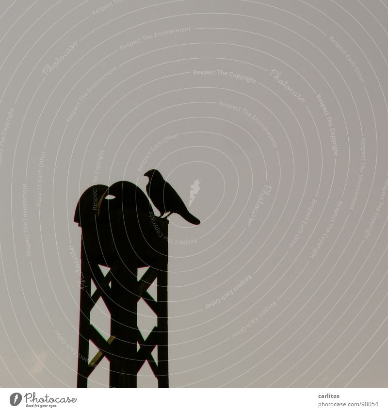 bei dir piept's wohl ? Vogel Silhouette fliegen Freiheit Strommast warten lauern Pleitegeier der schwarze Kanal schwarz weiss Foto in Farbe