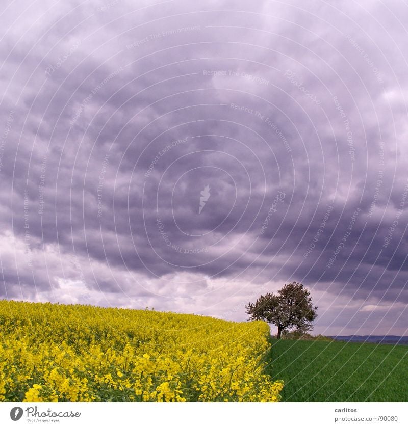 Voll im Trend .. Dreiteilung Raps Feld Baum Blüte Frühling Wolken gelb grün Geometrie Landschaft Südniedersachsen