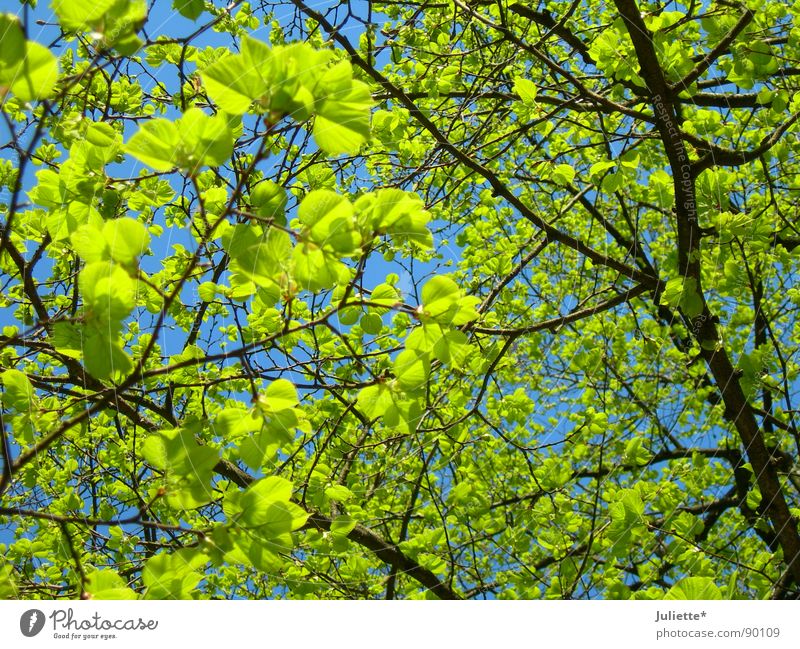 Aufgesprosst Baum grün Frühling Blatt frisch Leben Ast Natur