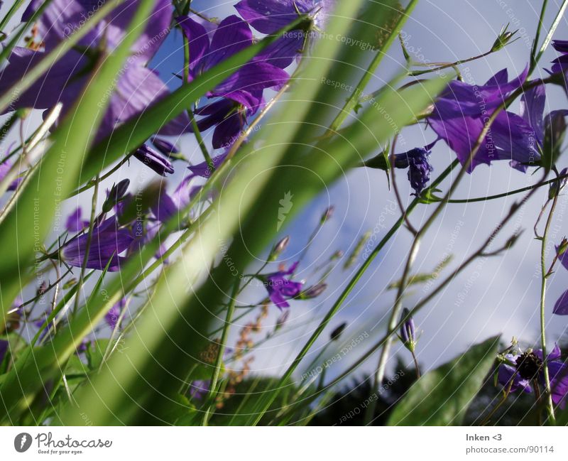 Glocken im Wind Blume Wiese Sommer grün violett Gras Natur Amerika