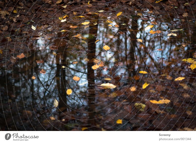 Herbstlich nass Natur Pflanze Erde Wasser Himmel Regen Blatt Wald blau braun gelb Stimmung ruhig Pfütze Reflexion & Spiegelung Waldboden Farbfoto Detailaufnahme