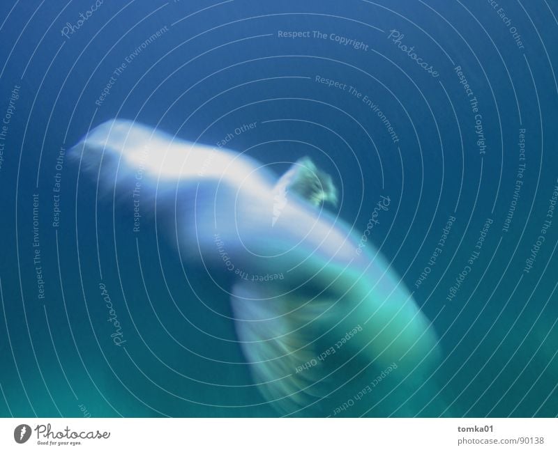 Furore || Meer Unterwasseraufnahme tauchen Aquarium nass Physik dunkel rot Wasser tief auftauchen See Vogel Tiefsee Tier Seehund Robben schön Außenaufnahme