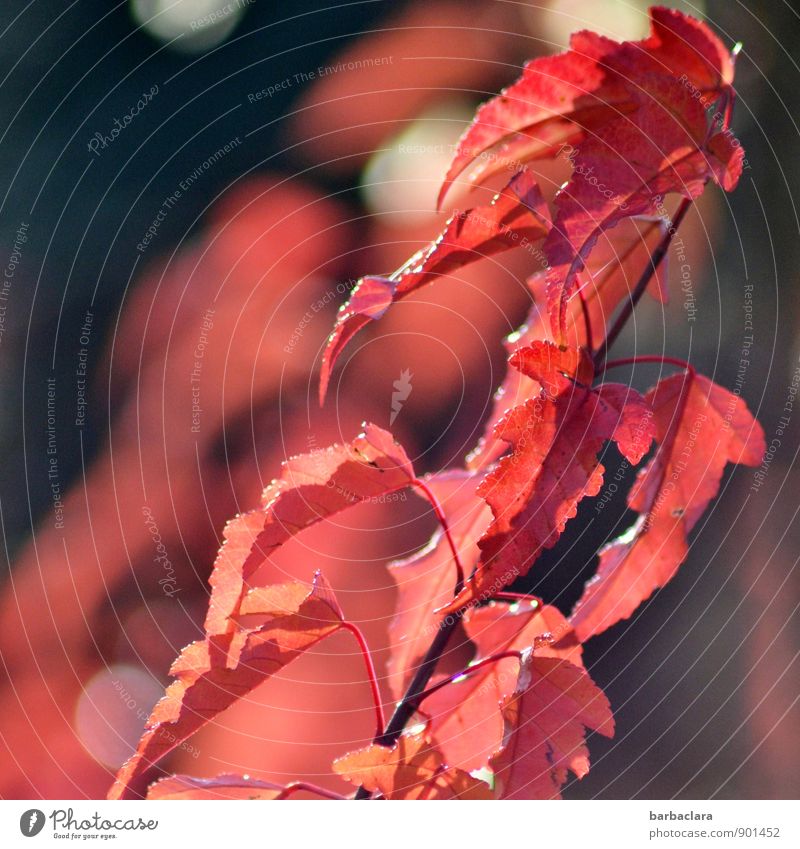 feurig in den Herbst Natur Pflanze Sträucher Blatt Wildpflanze Garten Park Lichtpunkt leuchten rot Farbe Kraft Lebensfreude Sinnesorgane Umwelt