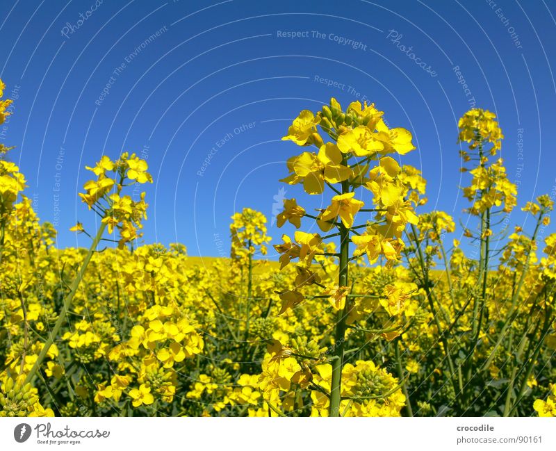 raps #12 Raps Feld Frühling ökologisch Diesel Kohlendioxid Klimawandel gelb Streifen Stengel Sauerstoff Landwirtschaft Blattgrün Bioprodukte Blühend Himmel