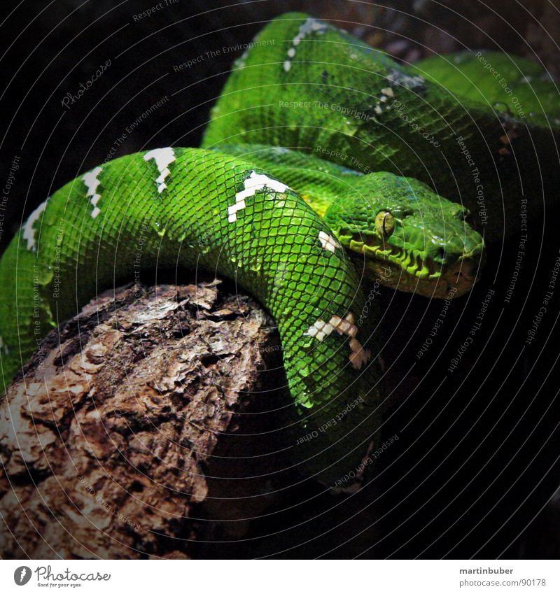 so ein schlingel grün Windung grün-gelb weiß gestellt Terrarium Grüne Mamba lau schlafen gefährlich Angst Panik Schlange Gift Schlaufe Haut Scheune scheckig